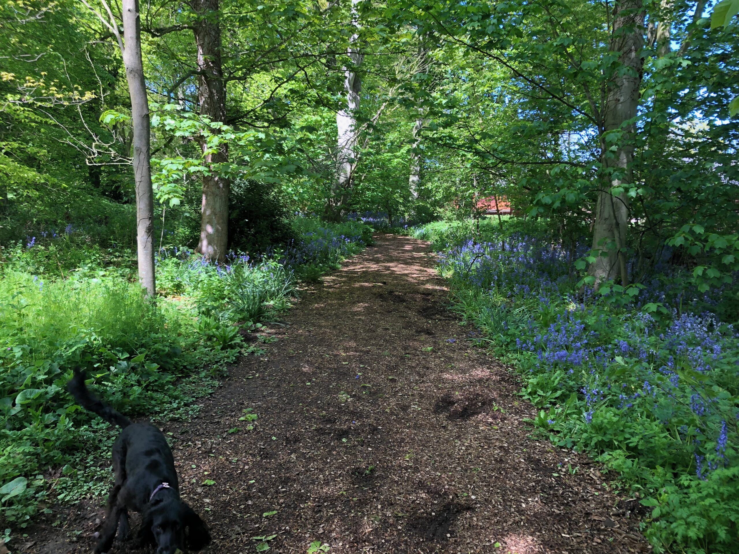 Woodland Trail in Sewerby Hall